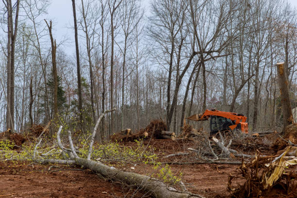 Professional Tree Services in Lido Beach, NY